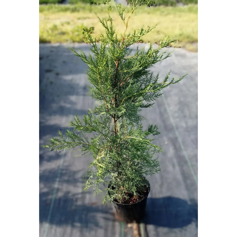 Фото 2 Купрессоципарис ø28 h90 - 100 см Фото 2 Купрессоципарис ø28 h90 - 100 см