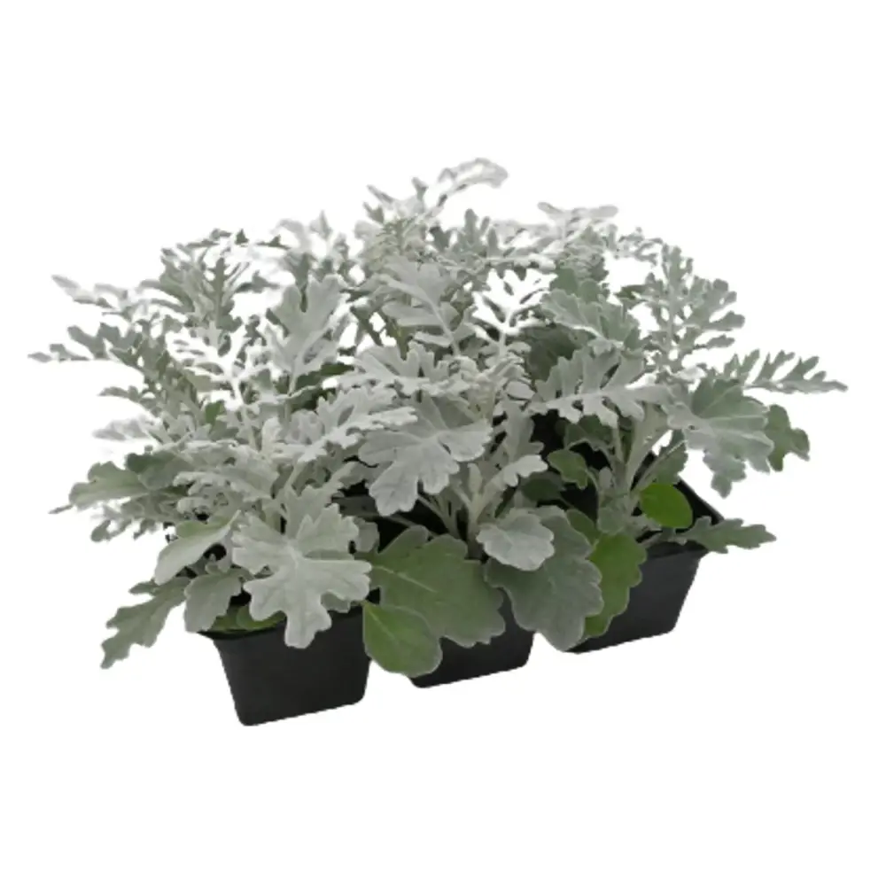 Фото Цинерария ø11 h6 см 9 шт.