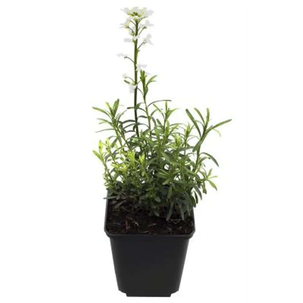 Фото Иберис ø12 h40 см