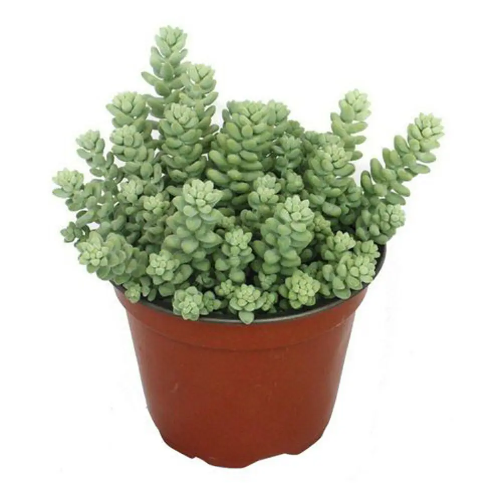 Фото Седум ø10 h40 см