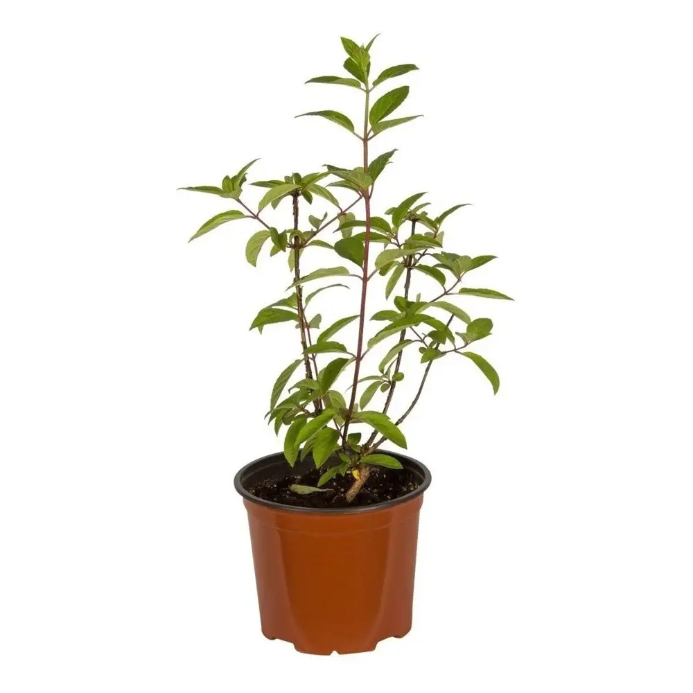 Фото 2 Гортензия метельчатая Бомбшелл ø19 h30 см Фото 2 Гортензия метельчатая Бомбшелл ø19 h30 см