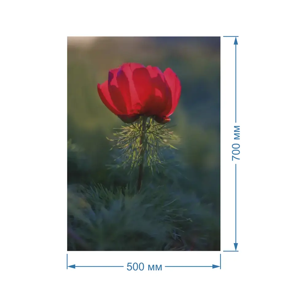 Фото 2 Картина Полицентр Красный дикий пион 70x50 см Фото 2 Картина Полицентр Красный дикий пион 70x50 см