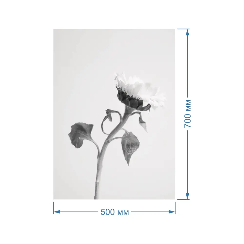 Фото 2 Картина Полицентр Черно белое фото цветок 70x50 см