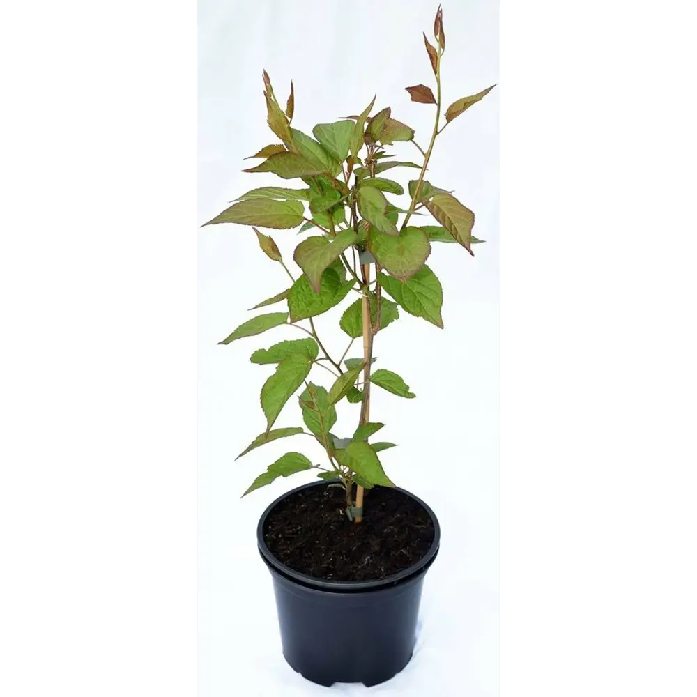 Фото Актинидия Коломикта h25 см