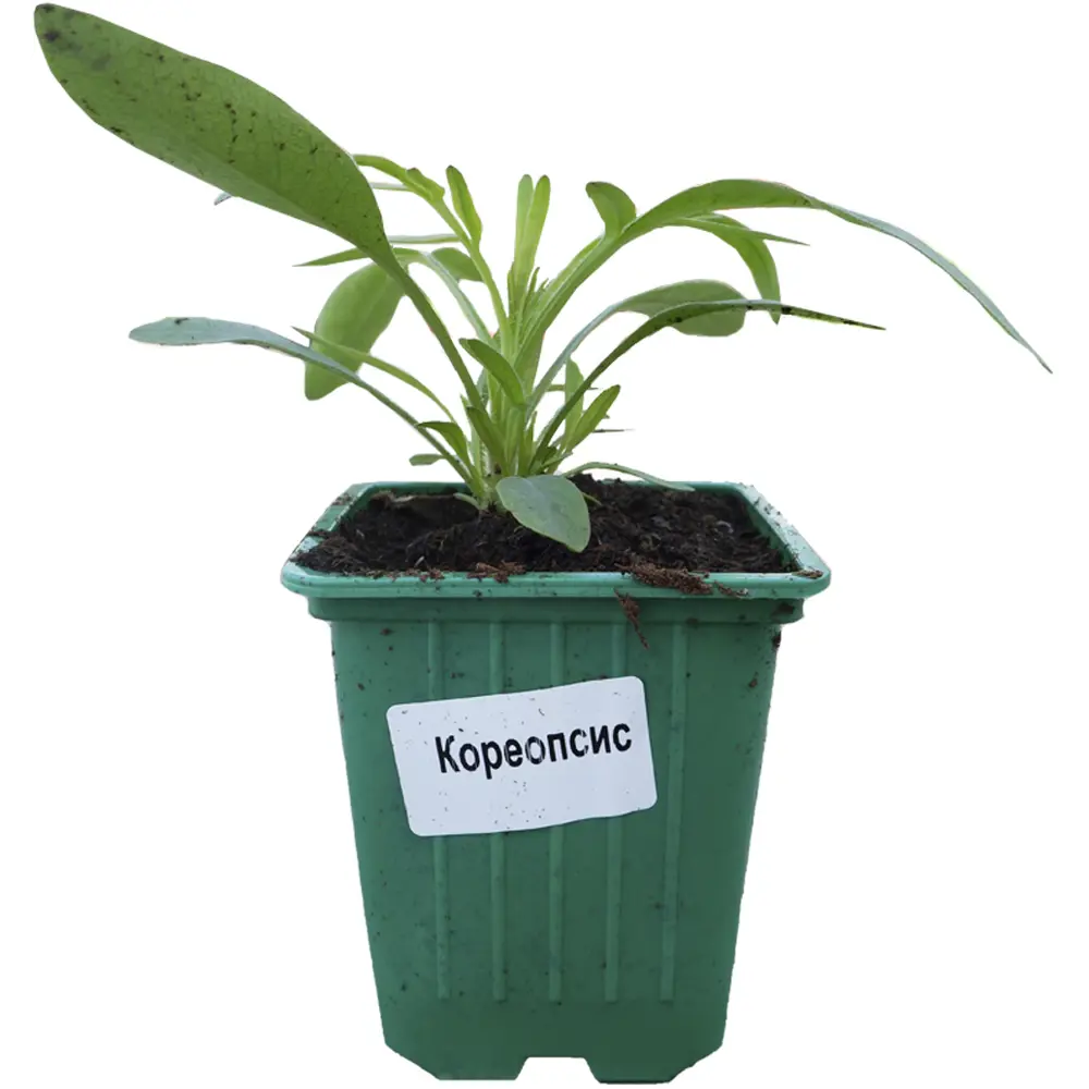 Фото Кореопсис ø14 h15 см Фото Кореопсис ø14 h15 см