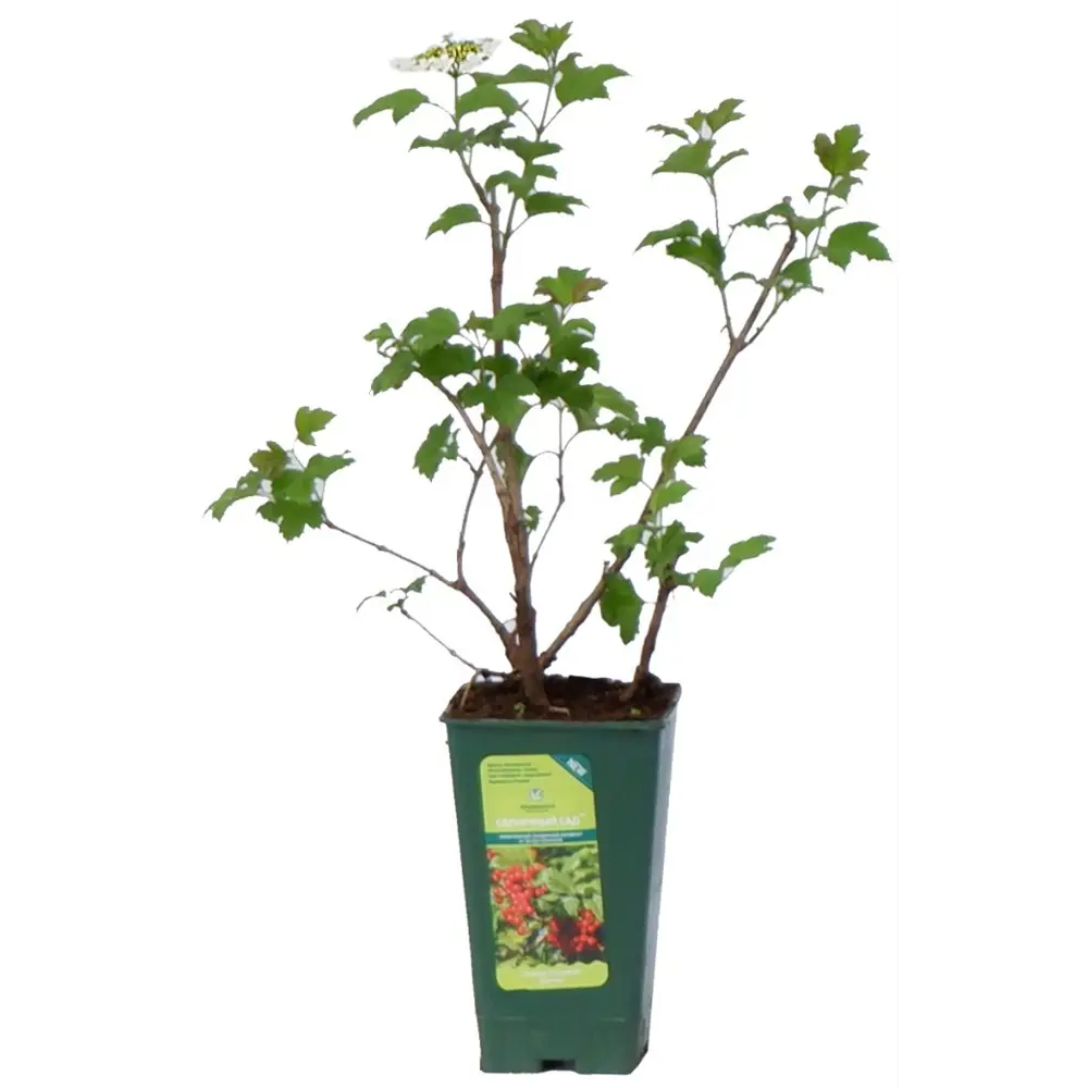 Фото Калина обыкновенная Бульденеж ø12 h30 см