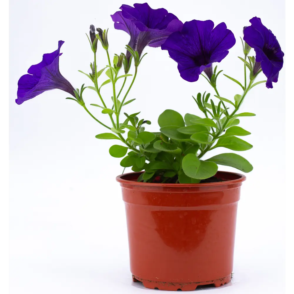 Фото Петхоа ø12 h20 см