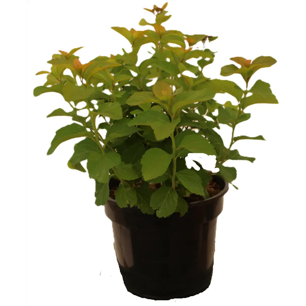 Фото 2 Спирея густоцветковая ø20 h45 см Фото 2 Спирея густоцветковая ø20 h45 см