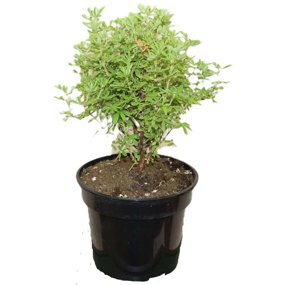 Фото 2 Лапчатка кустарниковая Мармелад ø20 h40 см