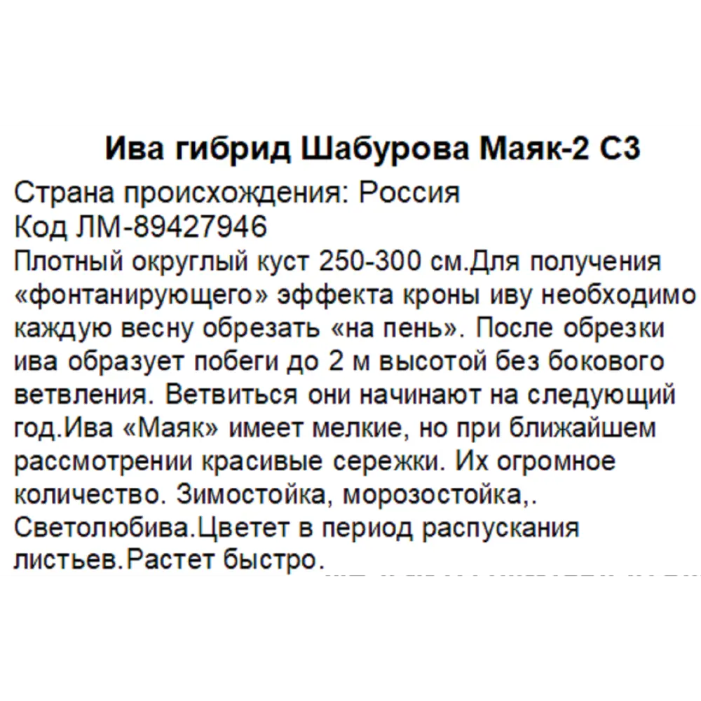 Фото 3 Ива гибрид Шабурова Маяк-2 ø20 h70 см