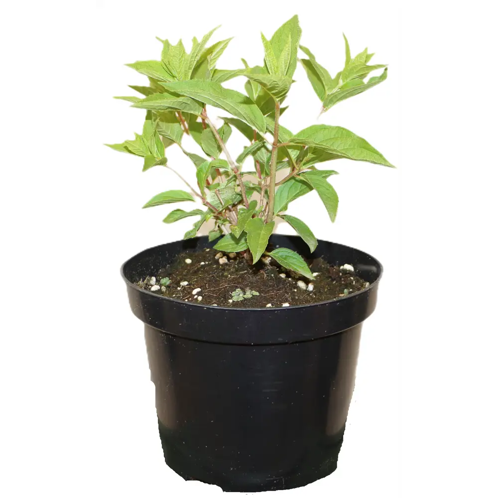 Фото 2 Гортензия метельчатая Фантом ø20 h30 см