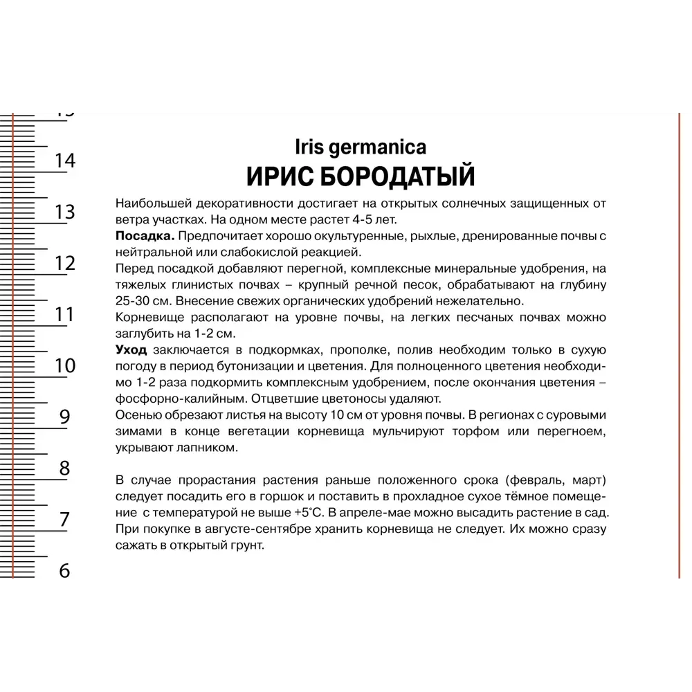 Фото 2 Ирис бородатый Мен фром Рио Фото 2 Ирис бородатый Мен фром Рио