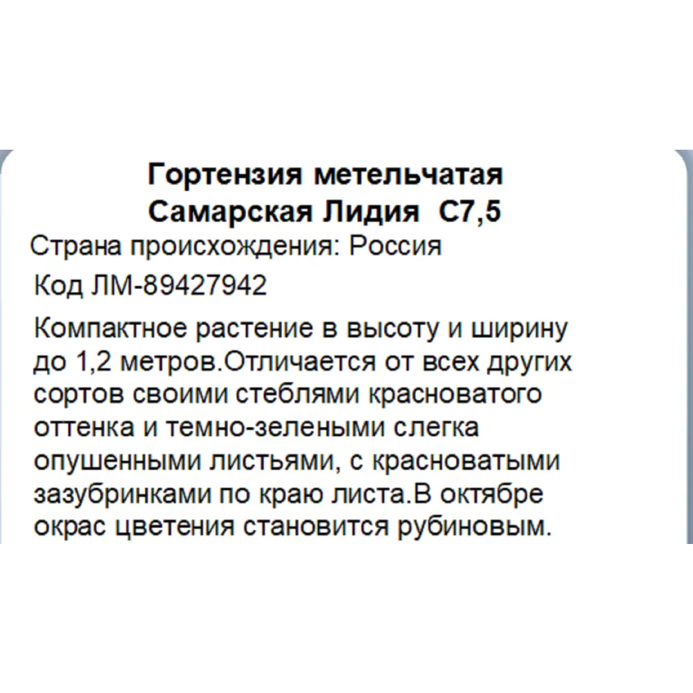 Фото 3 Гортензия метельчатая Самарская Лидия ø28 h45 см Фото 3 Гортензия метельчатая Самарская Лидия ø28 h45 см