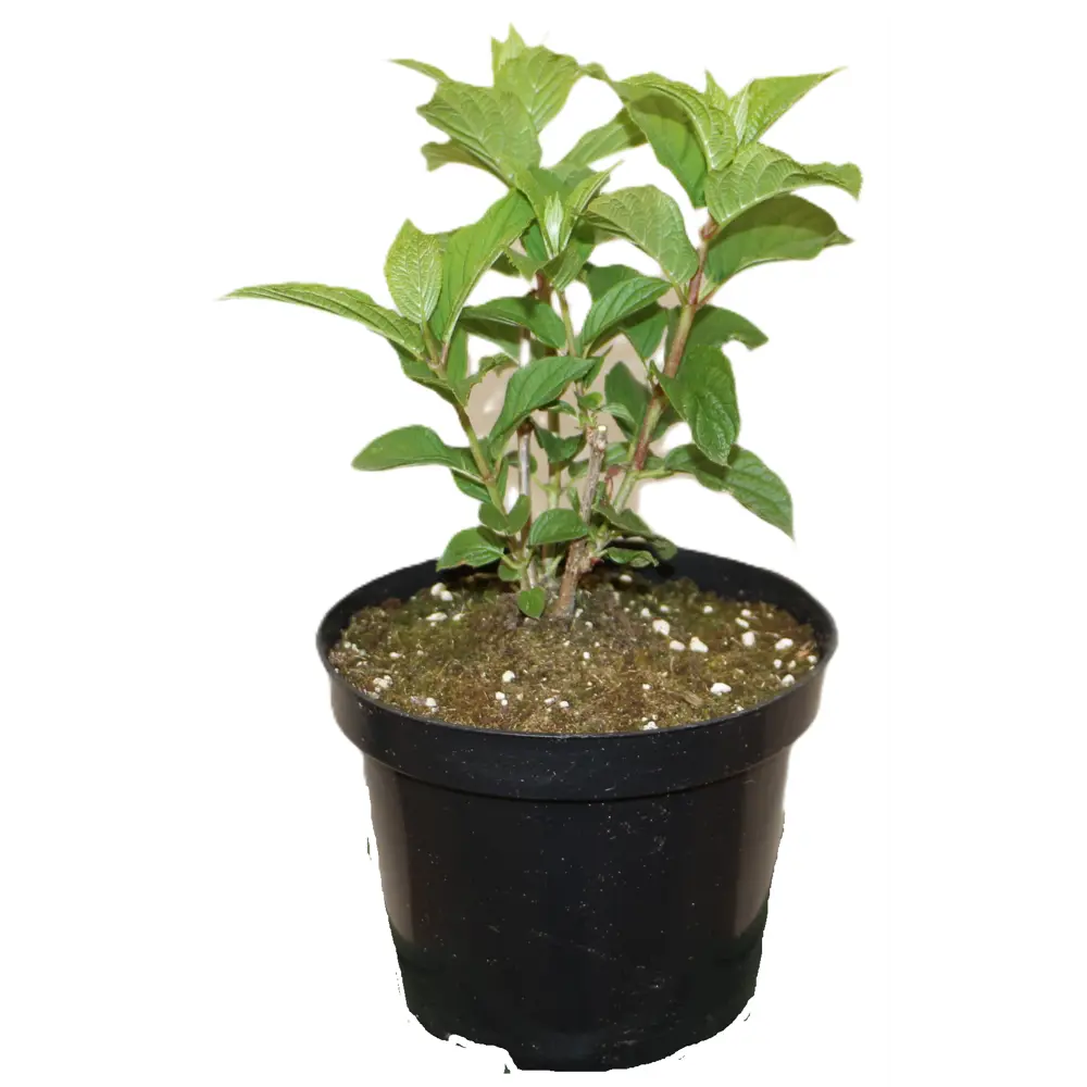 Фото 2 Гортензия метельчатая Шугар Раш ø20 h30 см