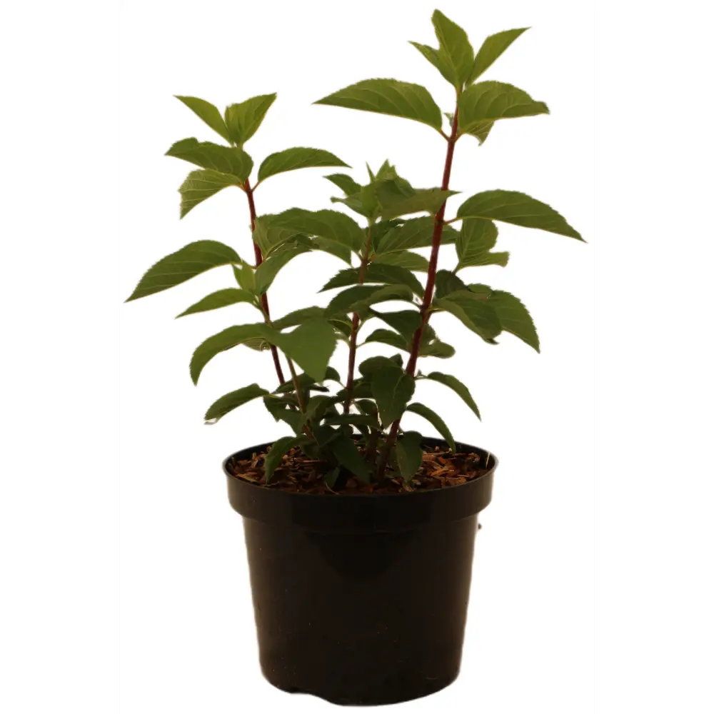 Фото 2 Гортензия метельчатая Фрейз Мельба ø20 h30 см