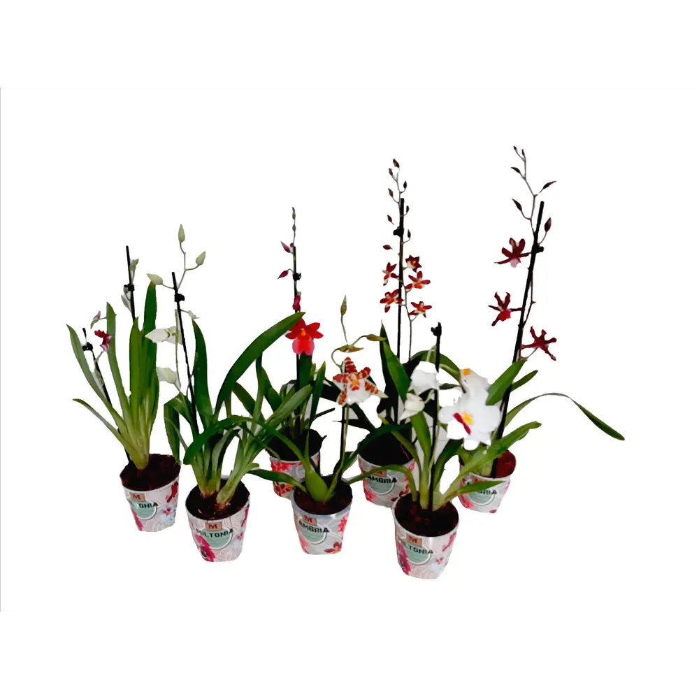 Фото Орхидея микс ø12 h40 см Фото Орхидея микс ø12 h40 см