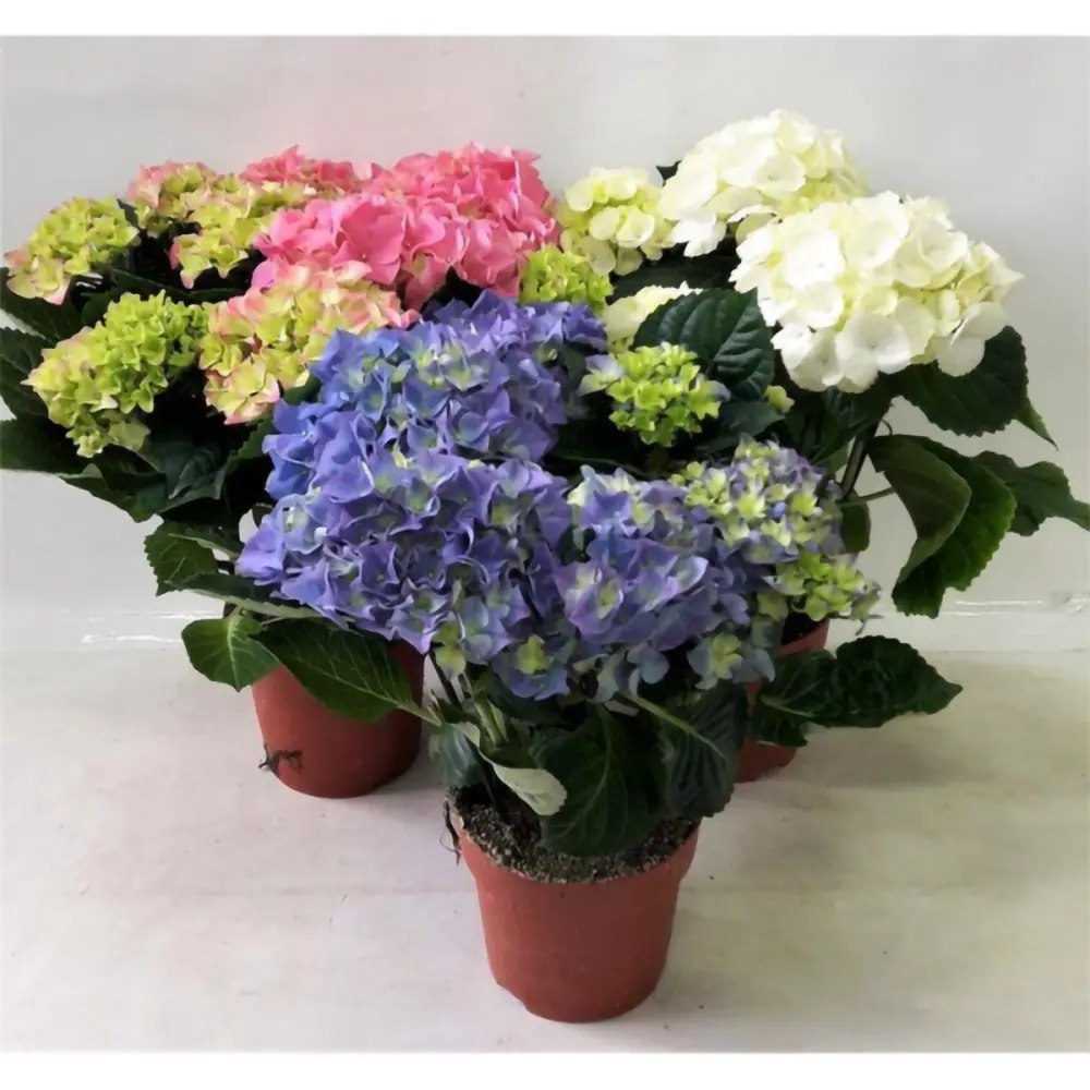 Фото Гортензия микс ø15 h45 см Фото Гортензия микс ø15 h45 см