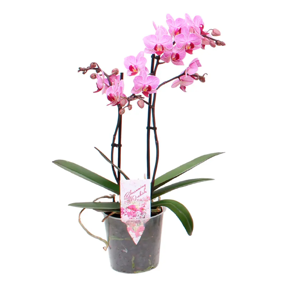 Фото Фаленопсис мультифлора ø12 h45 см Фото Фаленопсис мультифлора ø12 h45 см