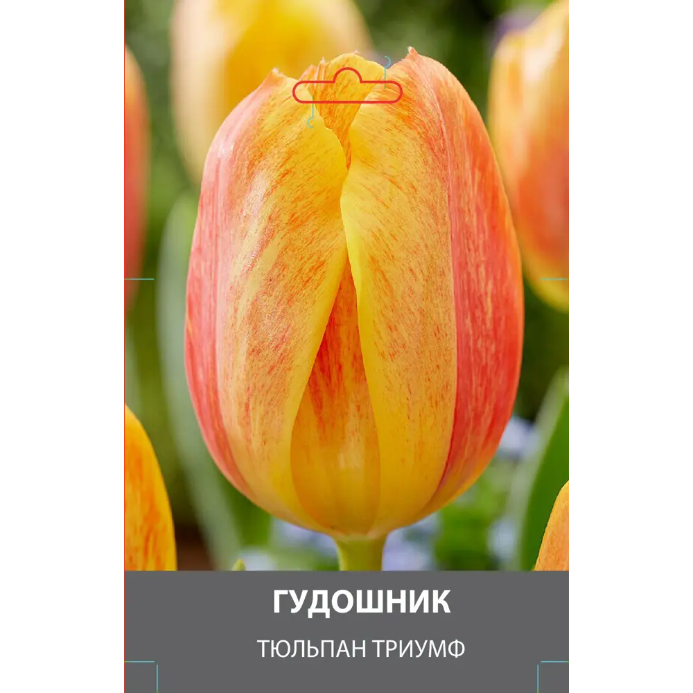 Фото Тюльпан Триумф Гудошник луковицы 10/11 Фото Тюльпан Триумф Гудошник луковицы 10/11
