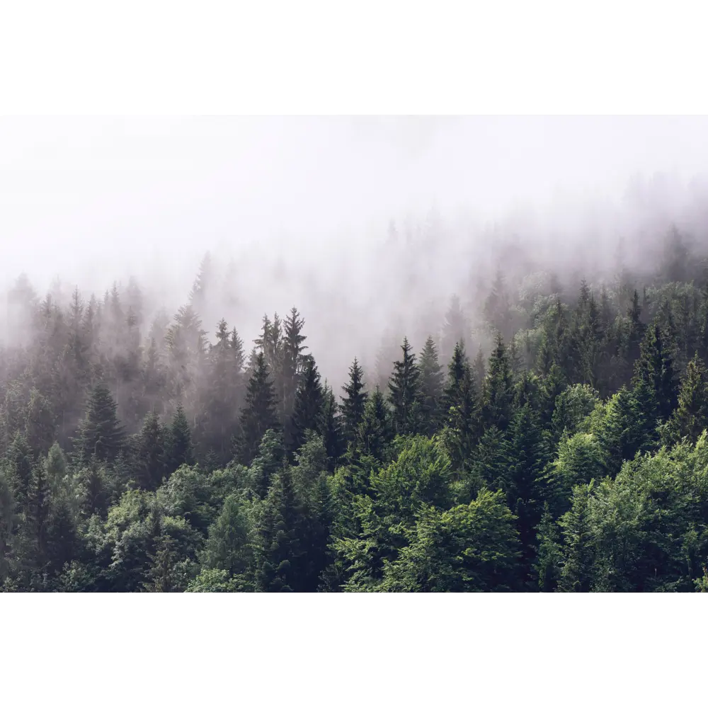 Фото 4 Фотообои флизелиновые Foto Print Туманный лес 02-082-А-4-2.7, 400x270 см Фото 4 Фотообои флизелиновые Foto Print Туманный лес 02-082-А-4-2.7, 400x270 см