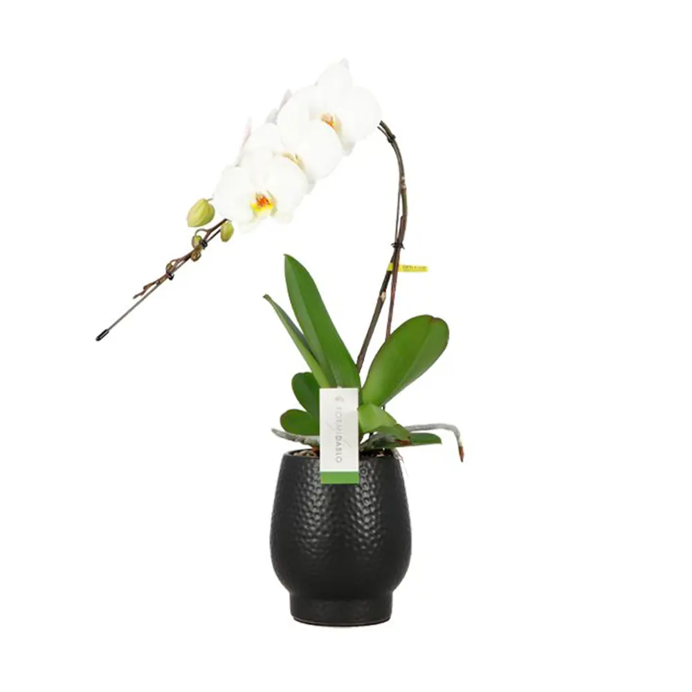 Фото Орхидея Форм Дабло ø12 h70 см Фото Орхидея Форм Дабло ø12 h70 см