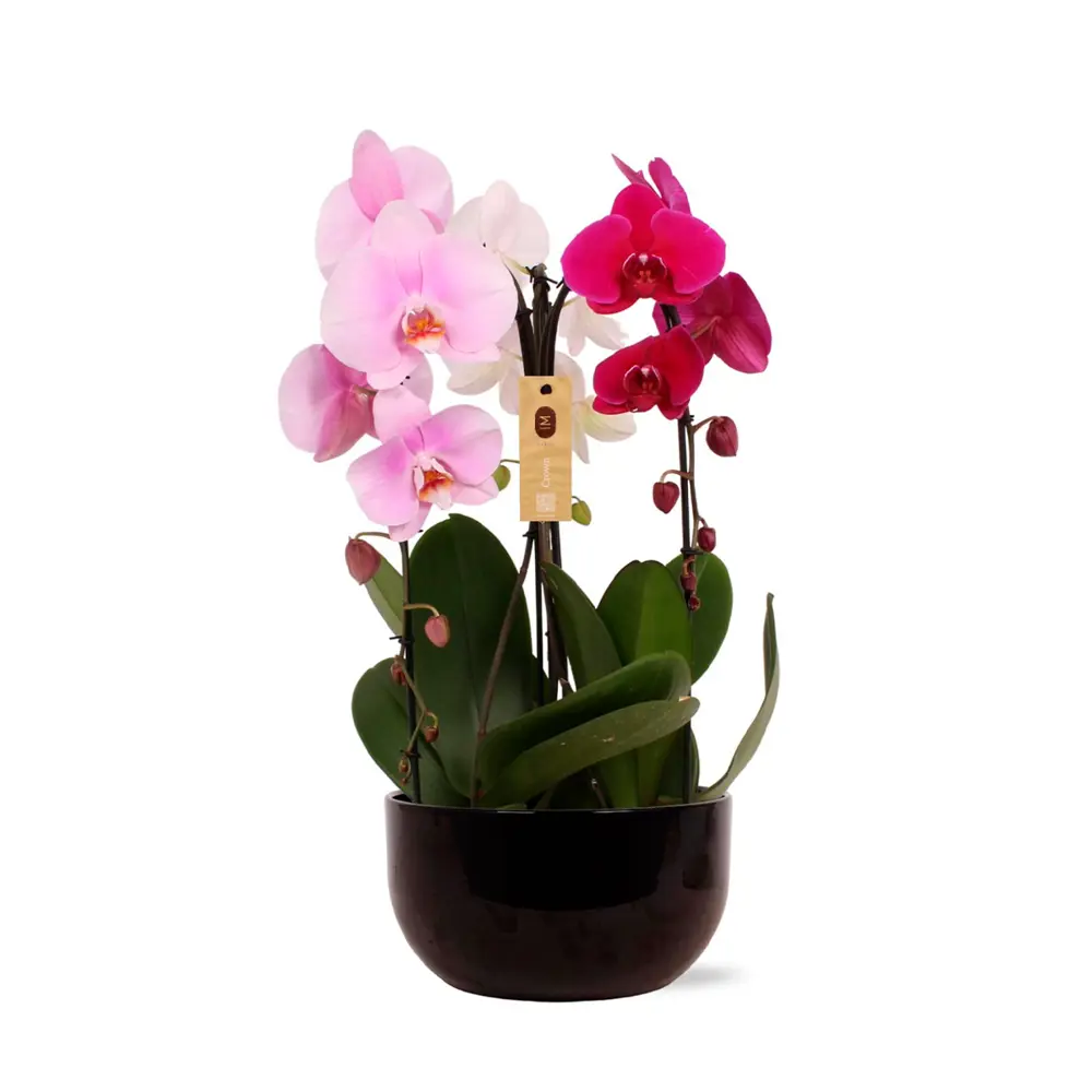 Фото Орхидея Краун ø26 h65 см Фото Орхидея Краун ø26 h65 см