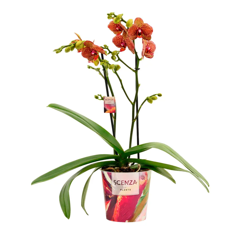 Фото Орхидея Фаленопсис Йеллоу Леопард ø12 h40 см Фото Орхидея Фаленопсис Йеллоу Леопард ø12 h40 см