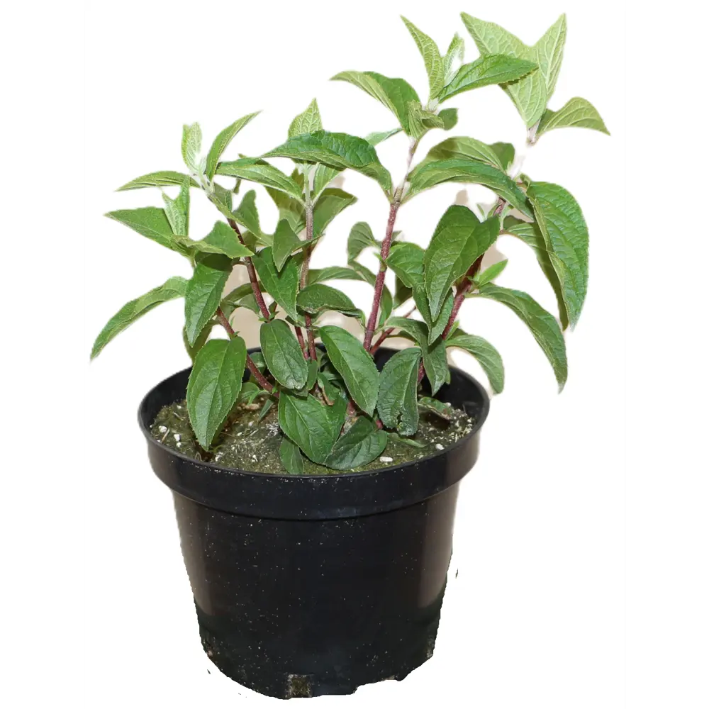 Фото 2 Гортензия метельчатая Строберри Блоссом ø20 h30 см