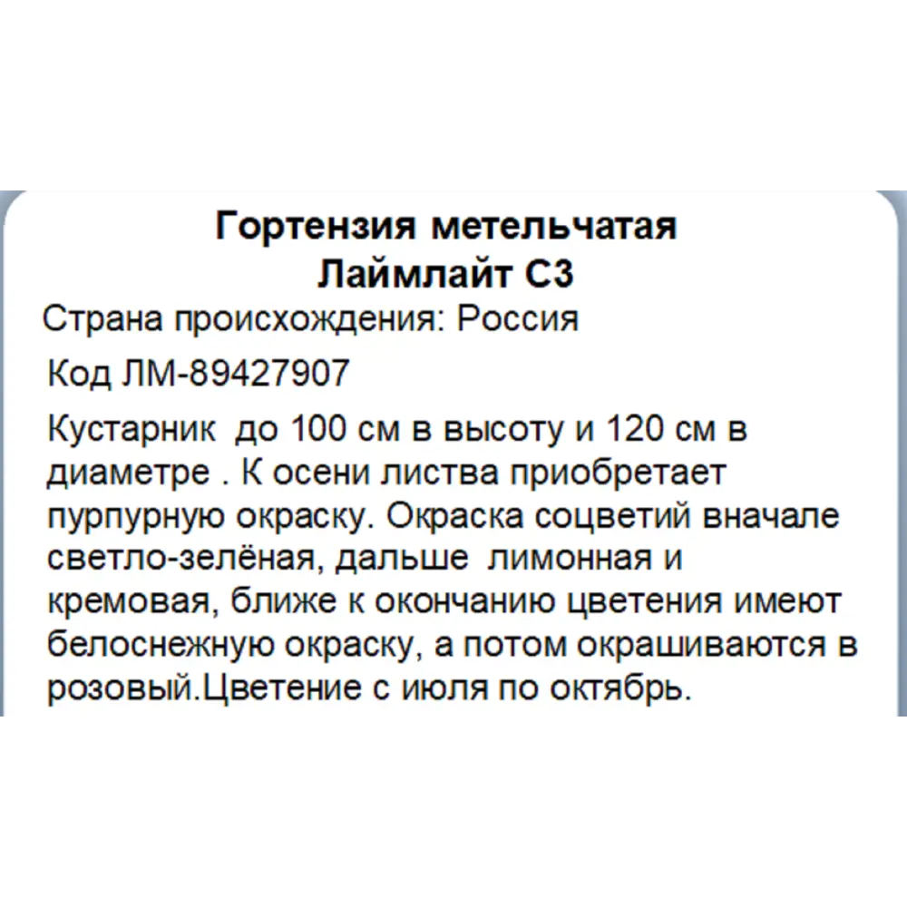 Фото 3 Гортензия метельчатая Лаймлайт ø20 h30 см