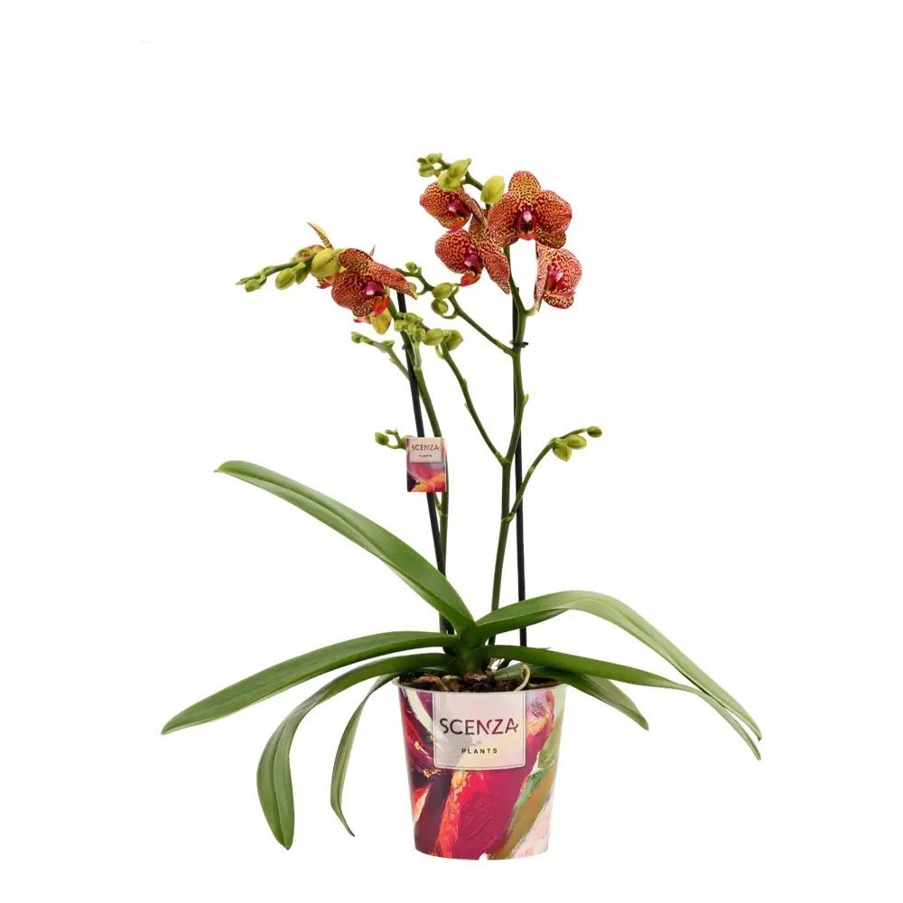 Фото Орхидея Фаленопсис Йеллоу Леопард 1 ствол ø12 h40 см Фото Орхидея Фаленопсис Йеллоу Леопард 1 ствол ø12 h40 см