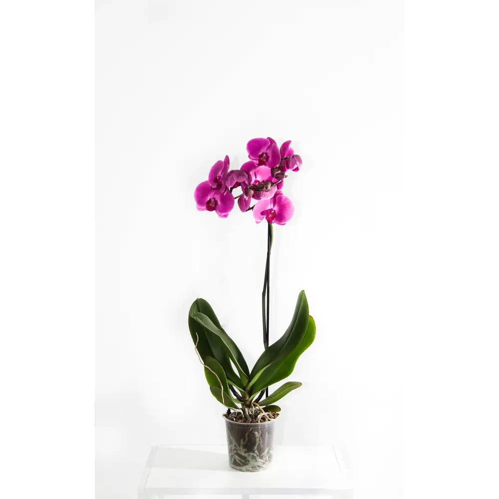 Фото Орхидея Фаленопсис микс ø12 h60 см Фото Орхидея Фаленопсис микс ø12 h60 см