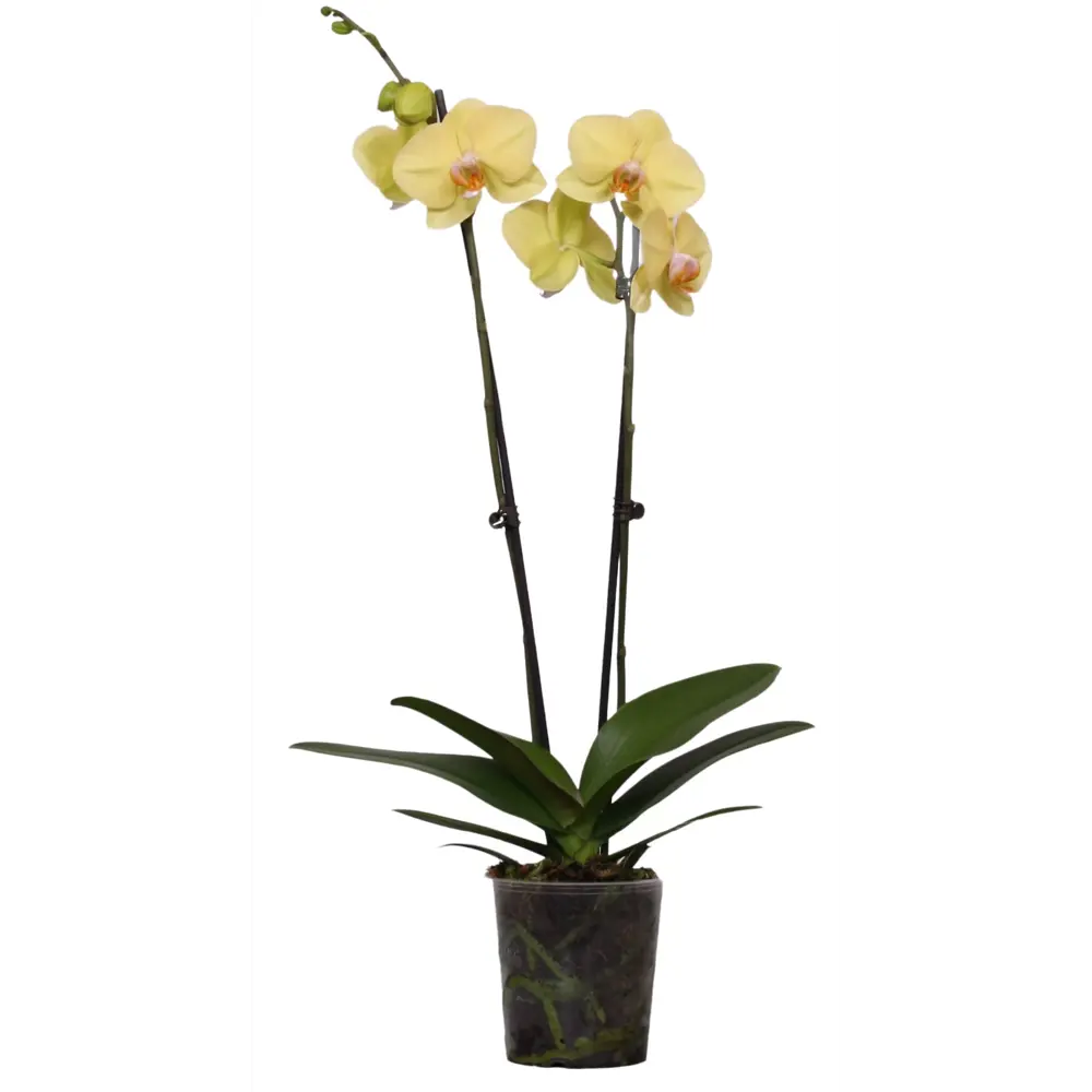 Фото Орхидея Фаленопсис Оранж микс ø12 h75 см Фото Орхидея Фаленопсис Оранж микс ø12 h75 см