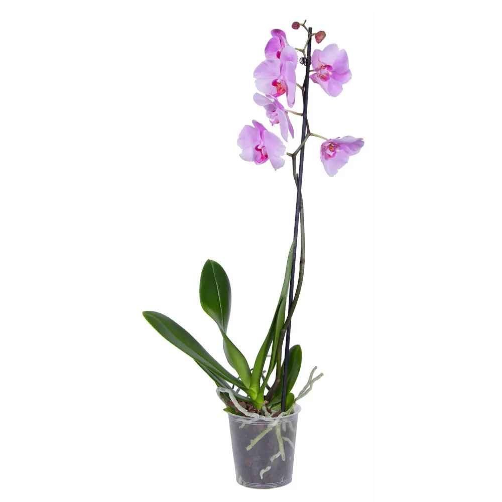 Фото Орхидея Тайвань микс ø12 h75 см Фото Орхидея Тайвань микс ø12 h75 см