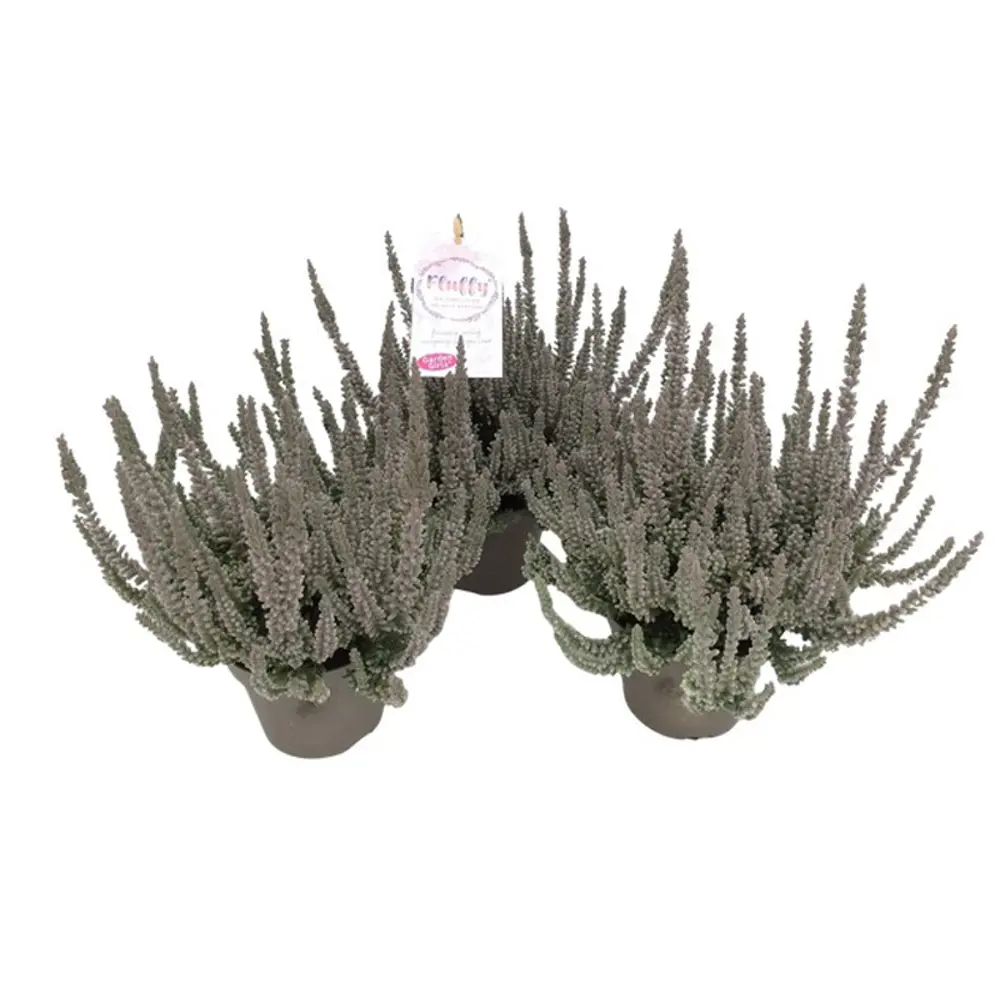 Фото Калунна Вельвет Флаффи ø11 h20 см Фото Калунна Вельвет Флаффи ø11 h20 см