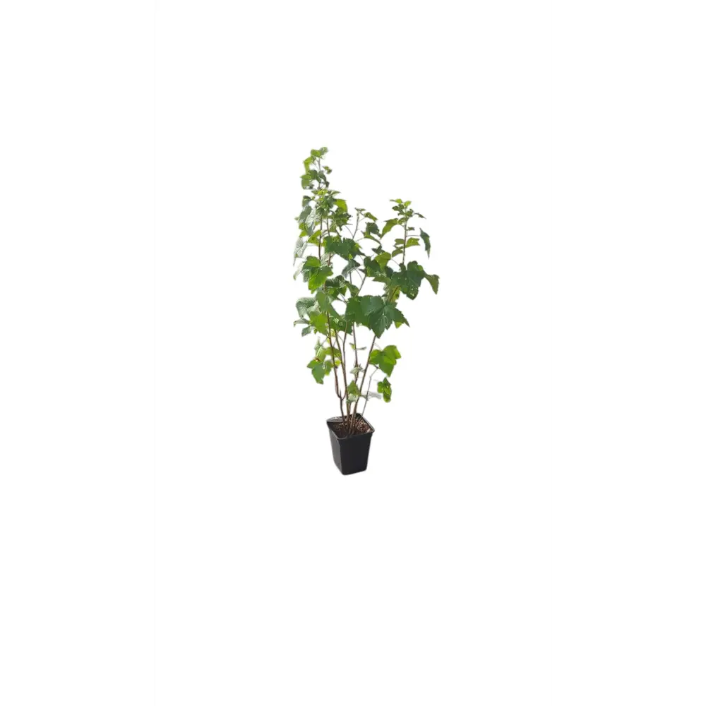 Фото Яблоня летняя Подарок детям Фото Яблоня летняя Подарок детям