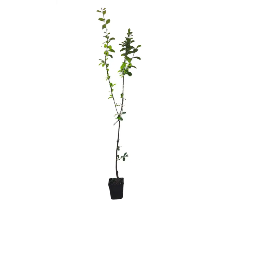 Фото Груша осенняя Чижовская