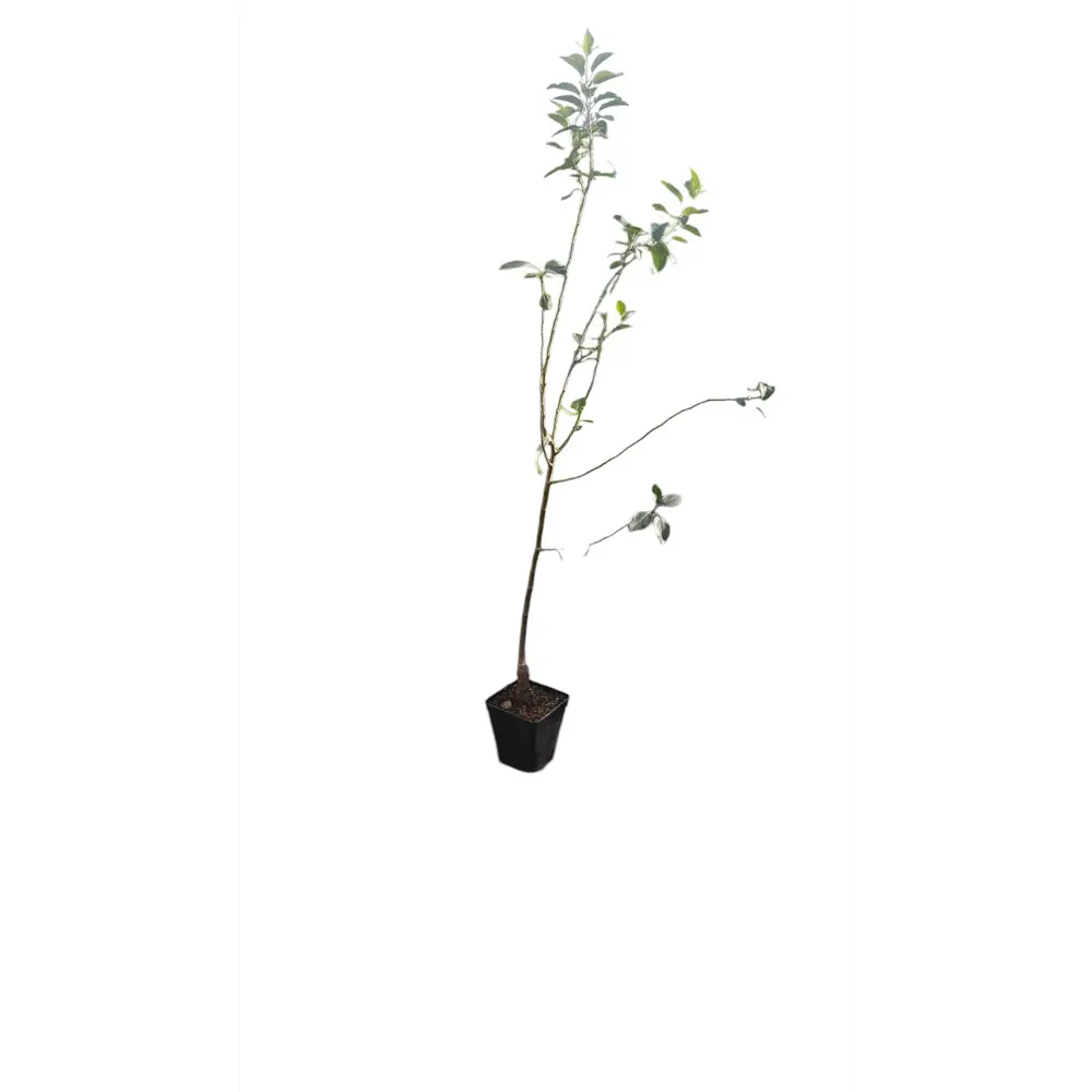 Фото Смородина Белая фея