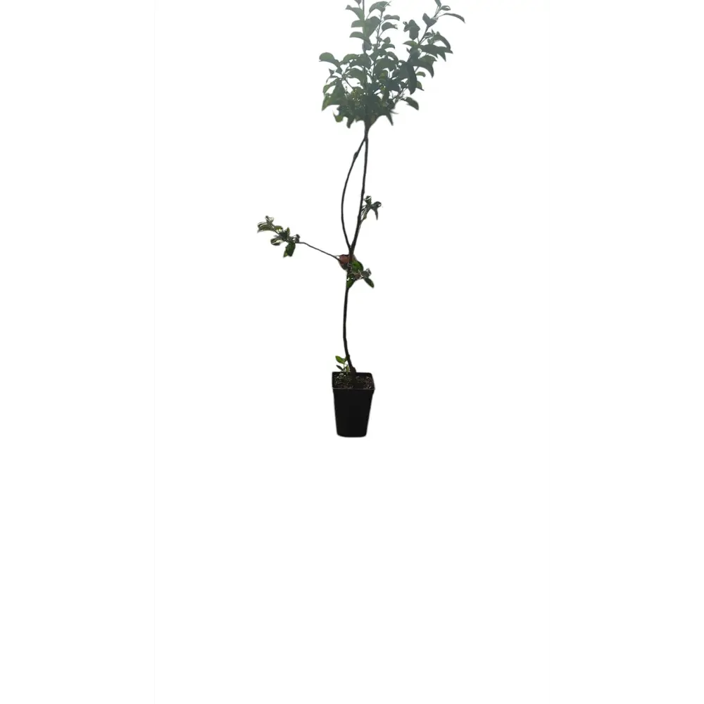 Фото Яблоня зимняя Синап Орловский Фото Яблоня зимняя Синап Орловский