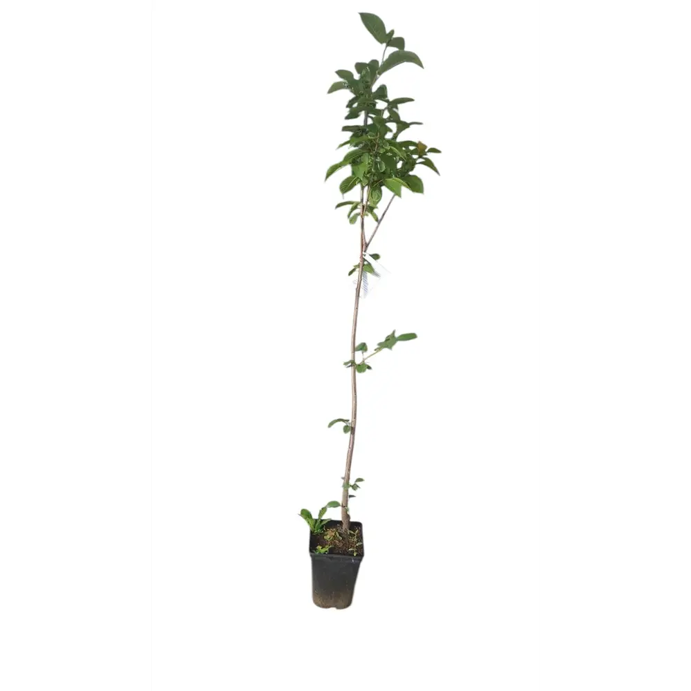 Фото Яблоня осенняя Анис алый Фото Яблоня осенняя Анис алый