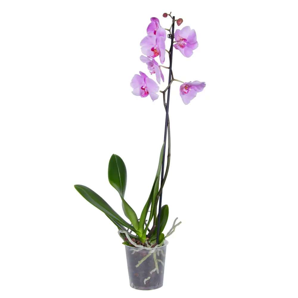 Фото Орхидея Фаленопсис микс ø12 h50 - 55 см Фото Орхидея Фаленопсис микс ø12 h50 - 55 см