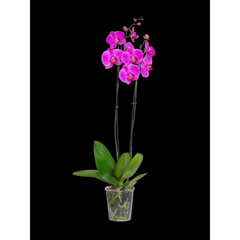 Фото Орхидея Фаленопсис ø12 h55 см Фото Орхидея Фаленопсис ø12 h55 см