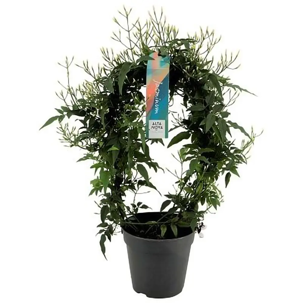 Фото Жасмин Полиантум дуга белый ø12 h45 см Фото Жасмин Полиантум дуга белый ø12 h45 см