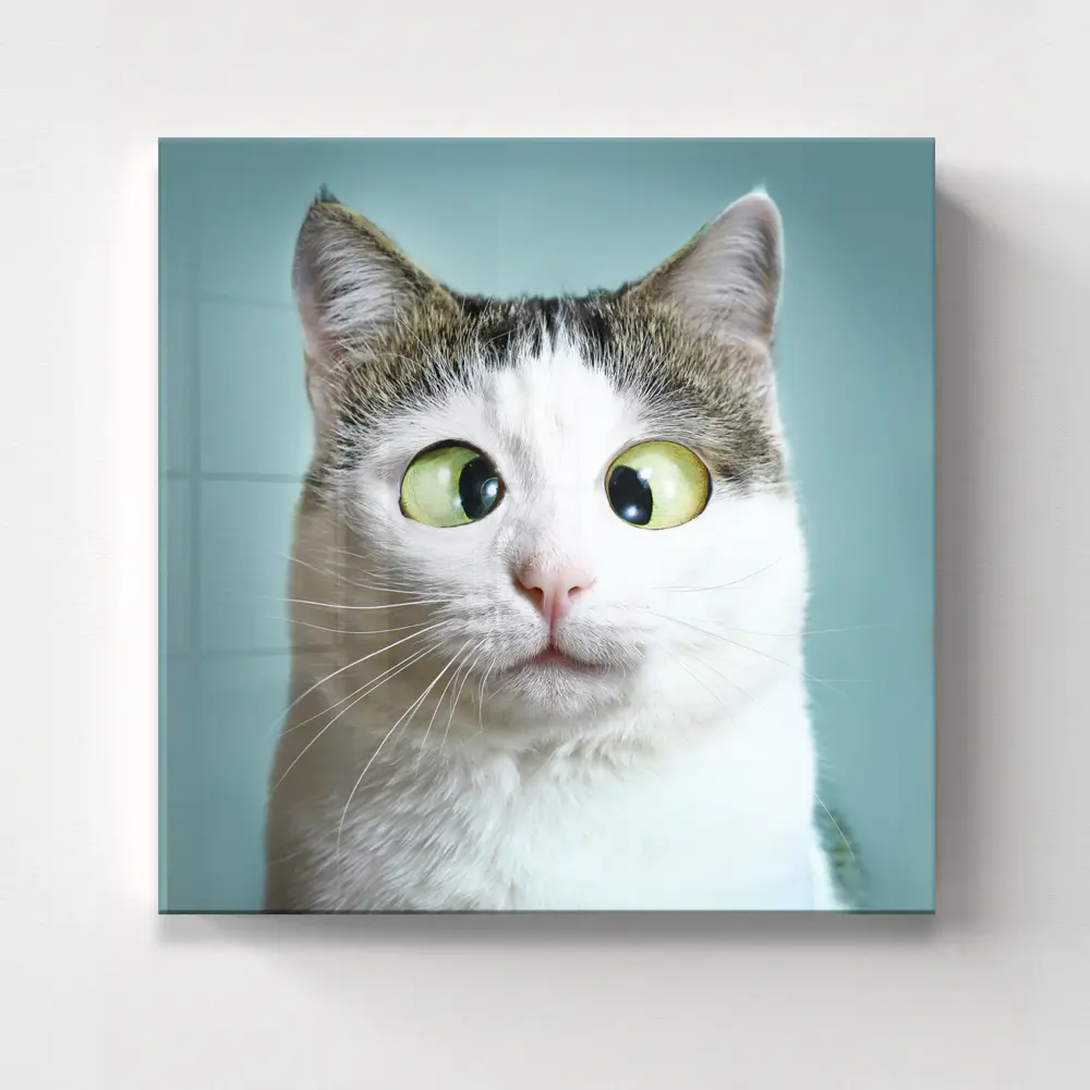Фото Картина без обрамления Postermarket "Смешной кот" 30x30 см Фото Картина без обрамления Postermarket "Смешной кот" 30x30 см