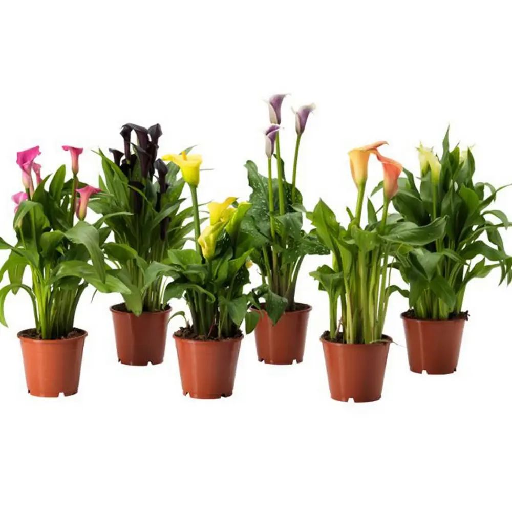 Фото Калла микс ø12 h35 см