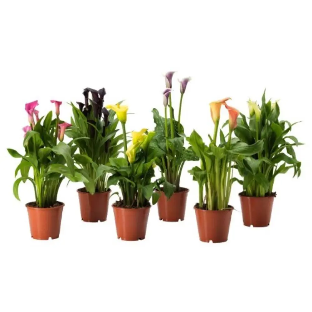 Фото Калла микс ø14 h40 см