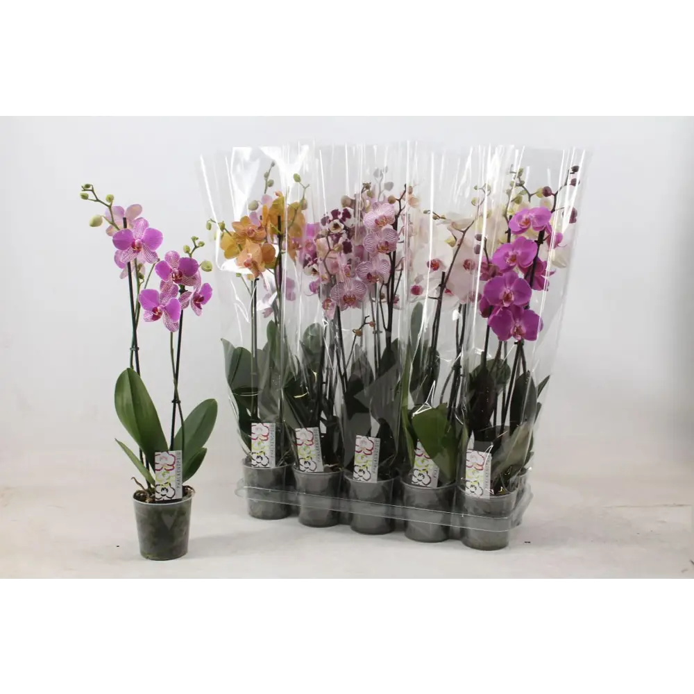 Фото Фаленопсис микс ø12 h50 см