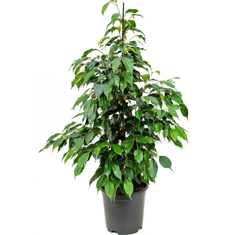 Фото Фикус пирамидальный Экзотика ø21 h105 см Фото Фикус пирамидальный Экзотика ø21 h105 см