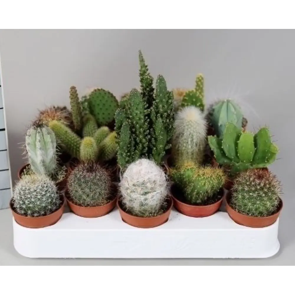Фото Кактус микс ø5.5 h5 см