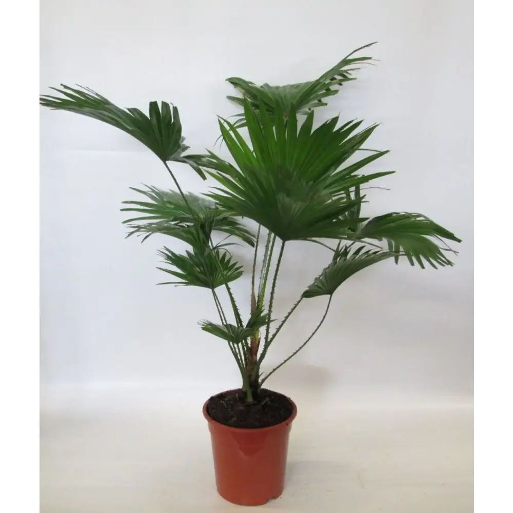 Фото Ливистона круглолистная ø17 h70 см