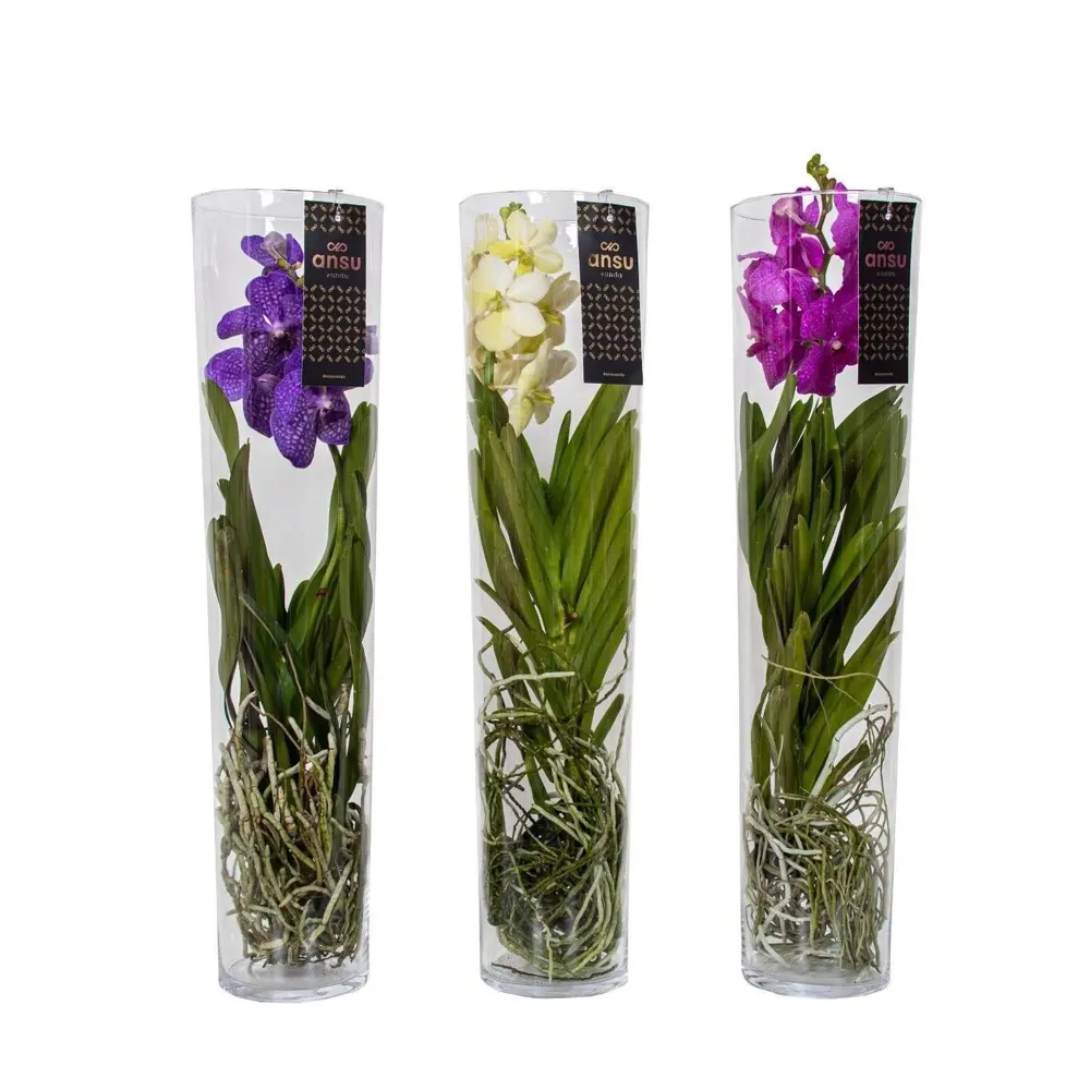 Фото Ванда Микеле микс ø17 h70 см